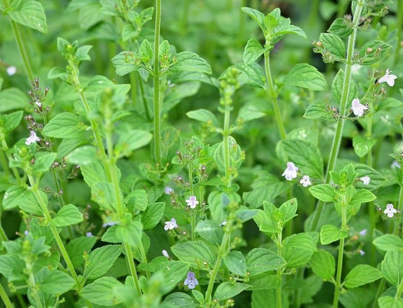 Lesser calamint (Calamintha nepeta)