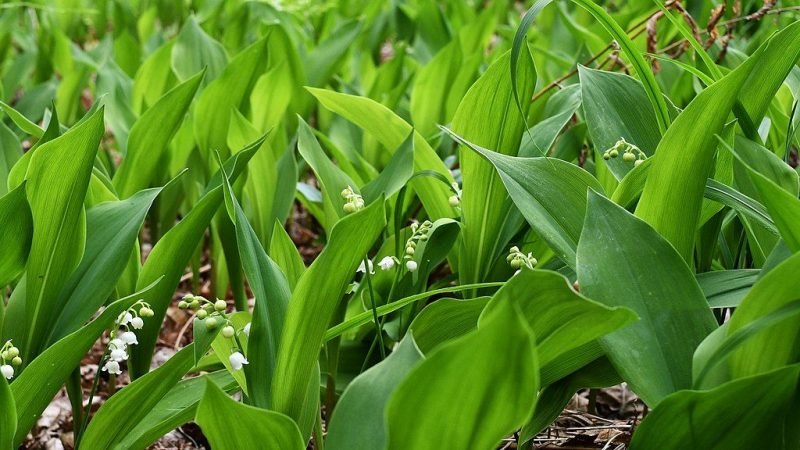 Lily of the valley (Convallaria majalis)