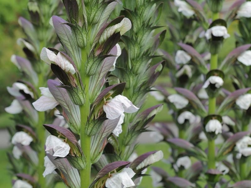 Long-leaved bear's breech (Acanthus hungaricus)