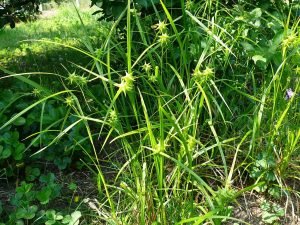 Mace sedge (Carex grayi)