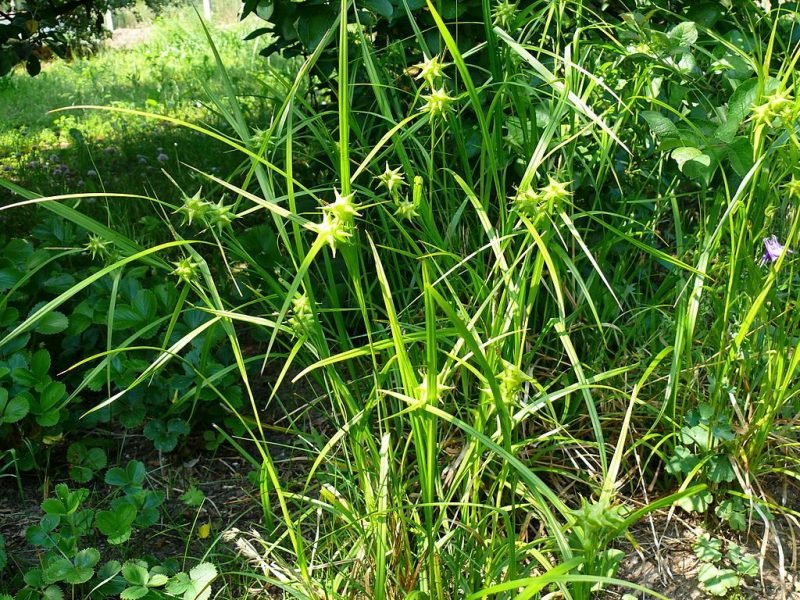 Mace sedge (Carex grayi)