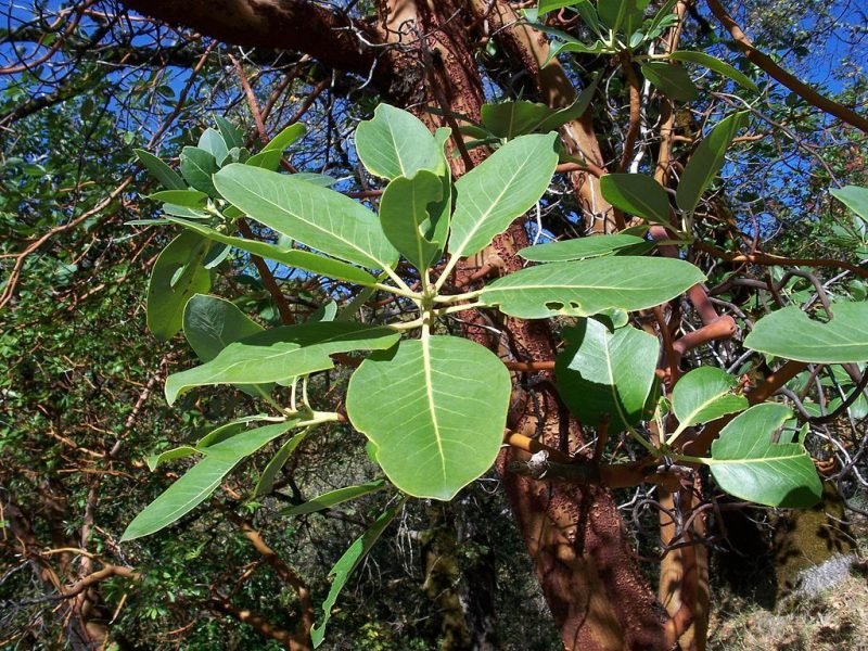 Madrona (Arbutus menziesii)