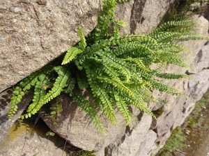 Maidenhair spleenwort (Asplenium trichomanes)