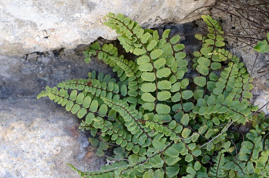 How to plant Maidenhair spleenwort (Asplenium trichomanes) - Dear Plants