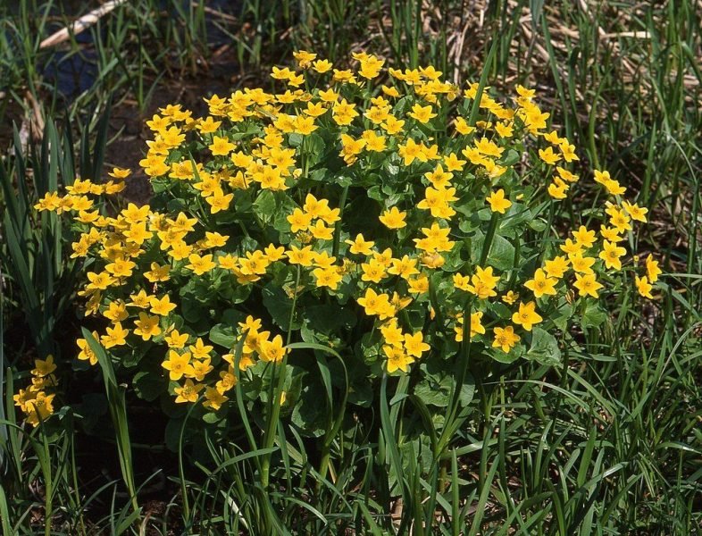 Marsh marigold (Caltha palustris)