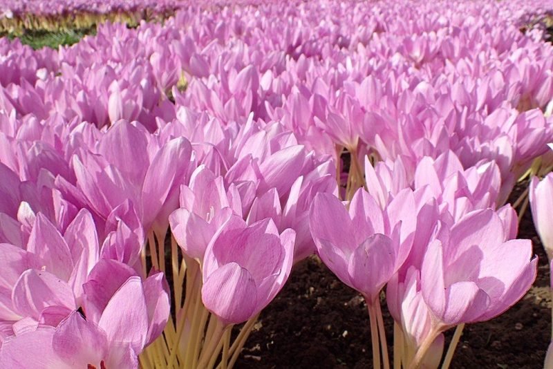 Meadow saffron 'The Giant' (Colchicum 'The Giant')