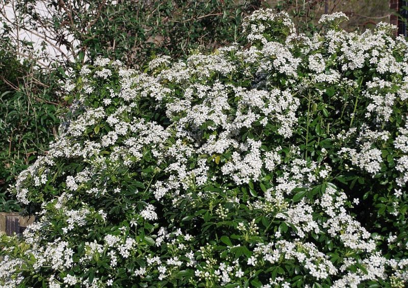 Mexican orange blossom (Choisya ternata)