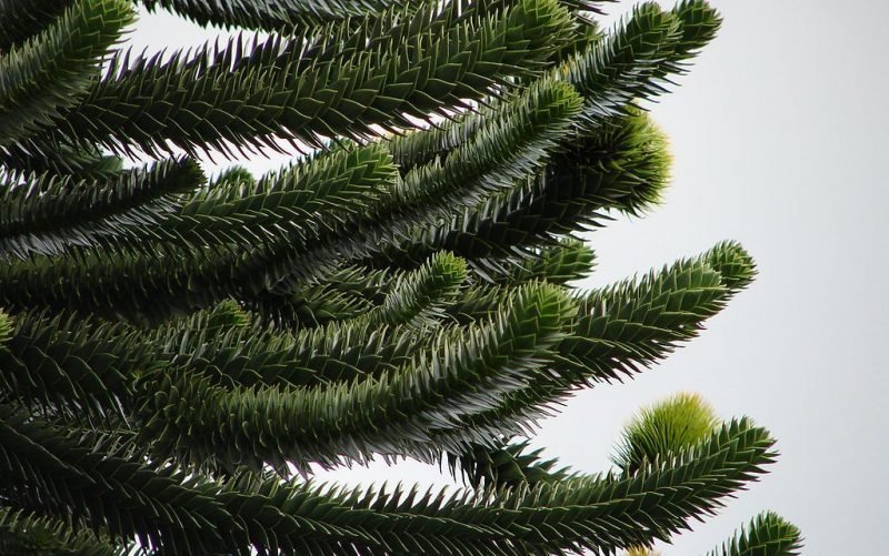 Monkey puzzle (Araucaria araucana)