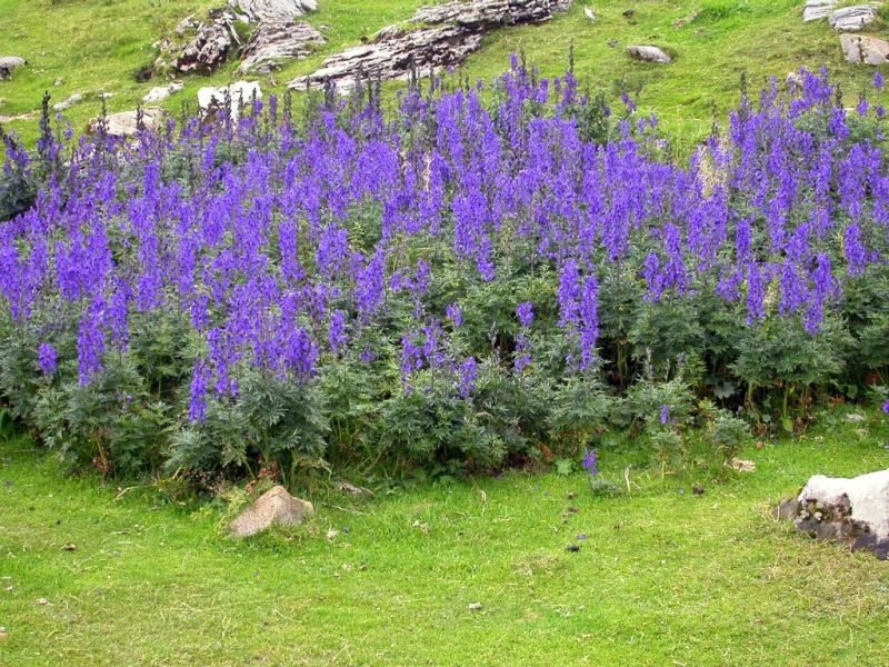 Monk's hood (Aconitum napellus)