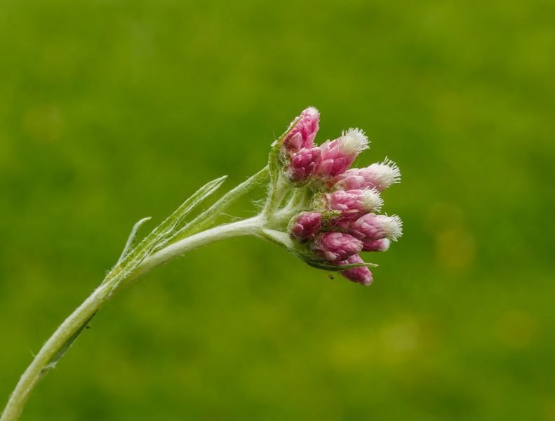 Mountain everlasting (Antennaria dioica)