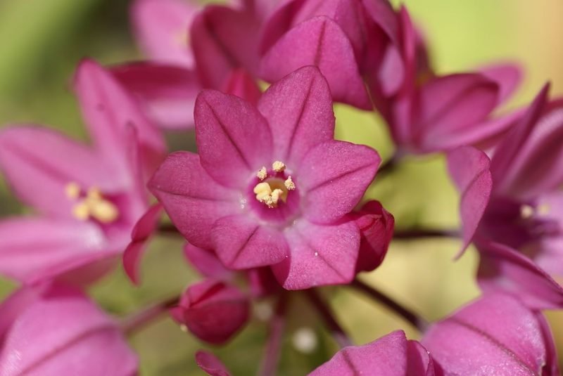 Mountain lover (Allium oreophilum)