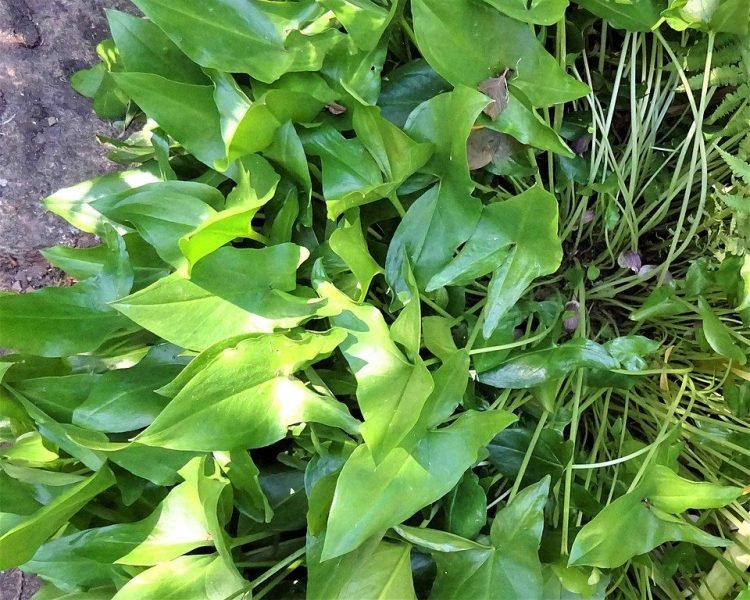 Mouse plant (Arisarum proboscideum)