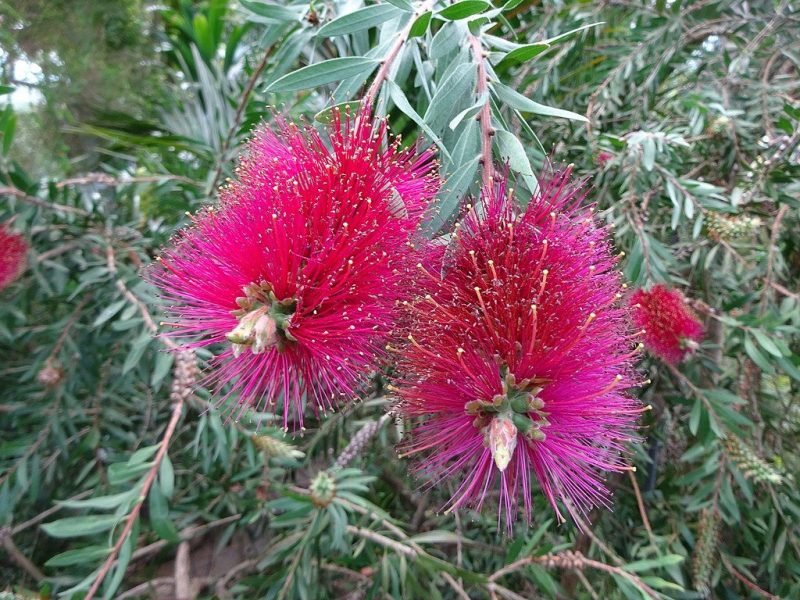 Narrow-leaved bottlebrush (Callistemon linearis)