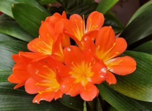 Natal lily (Clivia miniata)