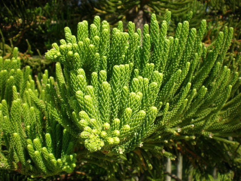 Norfolk Island pine (Araucaria heterophylla)