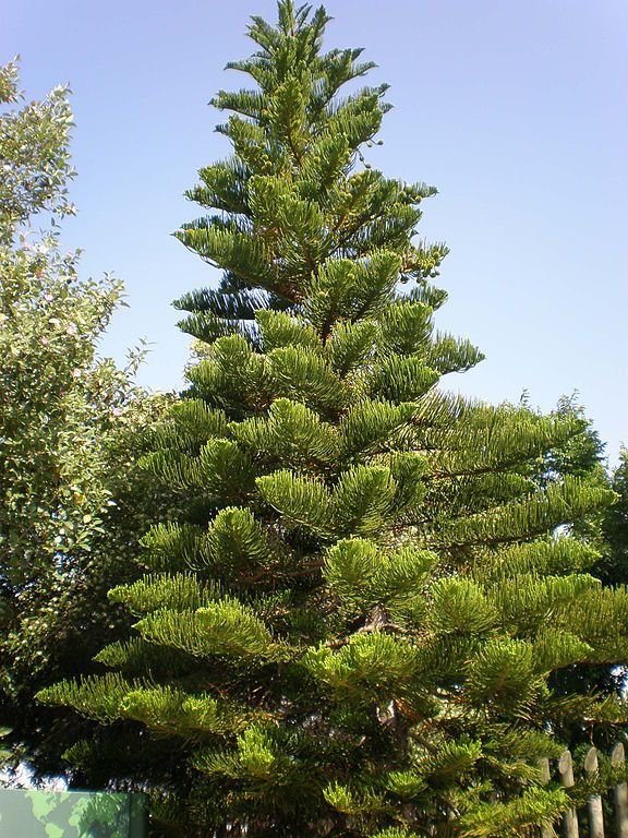How to plant Norfolk Island pine (Araucaria heterophylla) Dear Plants