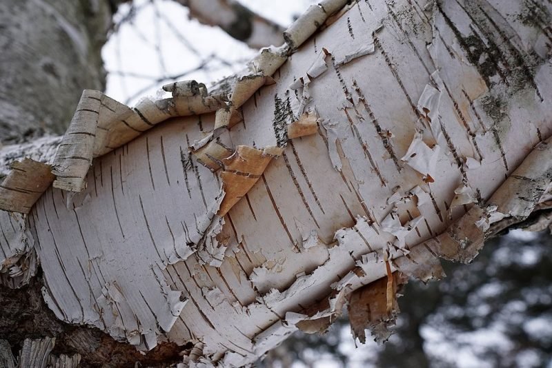 Paper birch (Betula papyrifera)