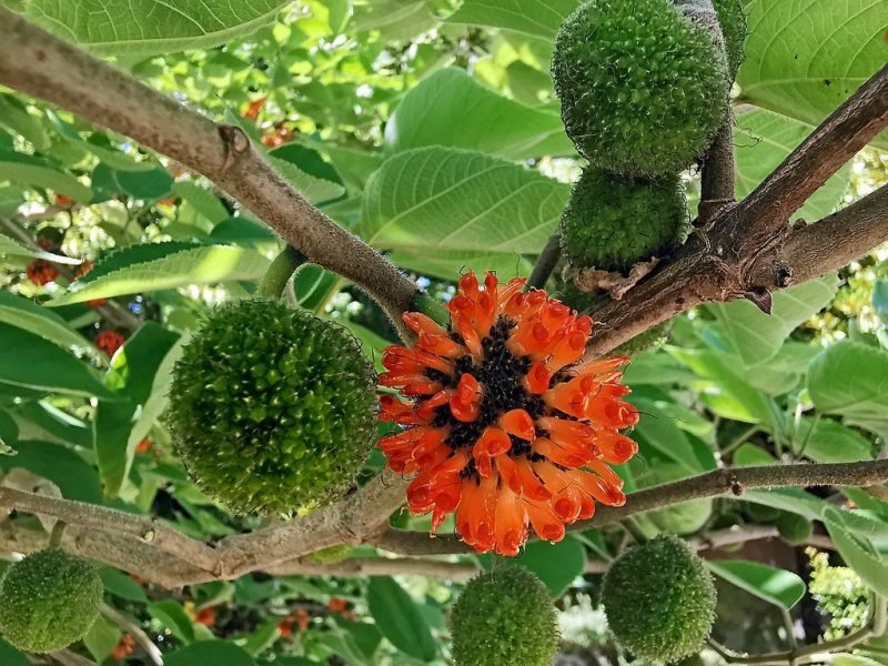 Paper mulberry (Broussonetia papyrifera)