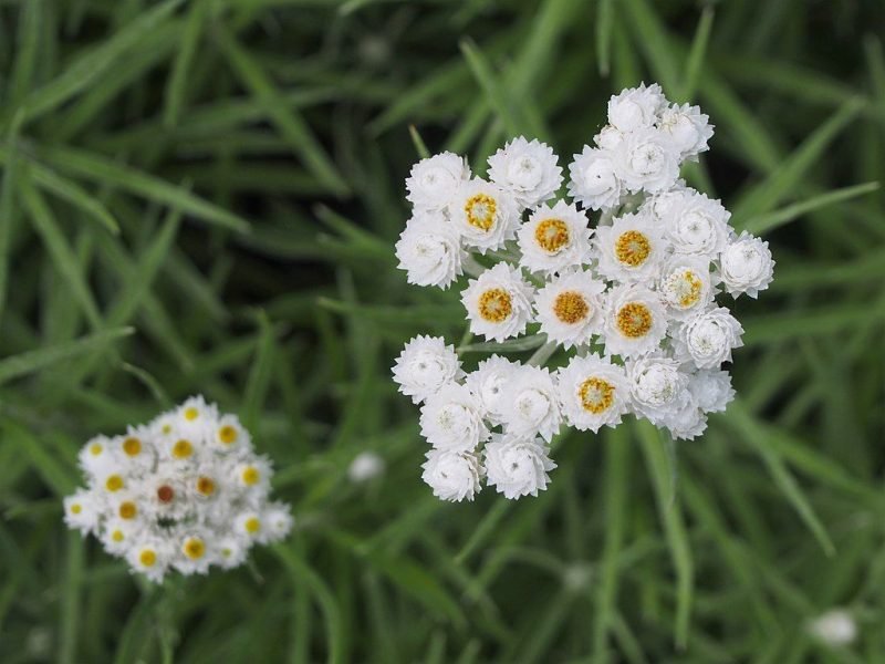 Pearly everlasting (Anaphalis margaritacea)