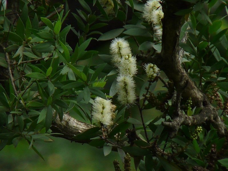 Pink tips (Callistemon salignus)