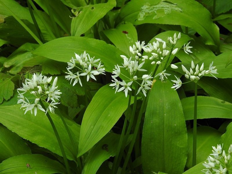 Ramsons (Allium ursinum)