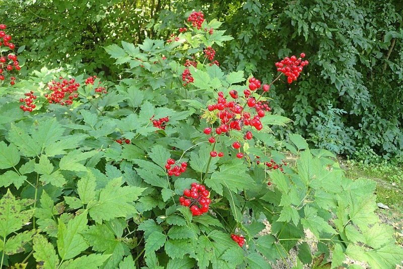 Red baneberry (Actaea rubra)