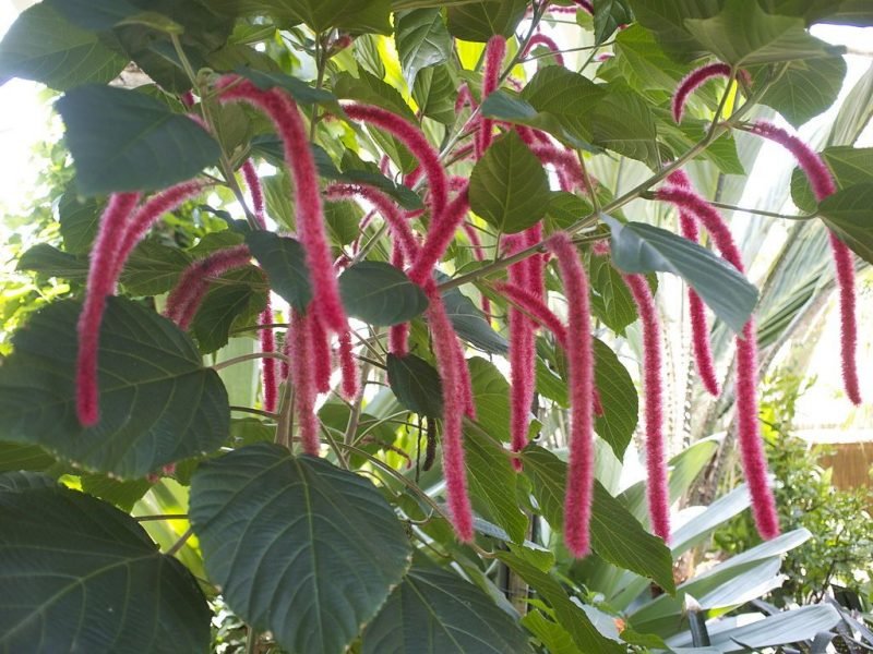Red-hot cat's tail (Acalypha hispida)