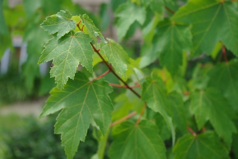 Red maple (Acer rubrum)