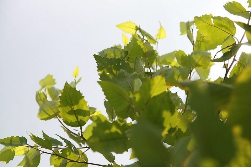 River birch (Betula nigra)