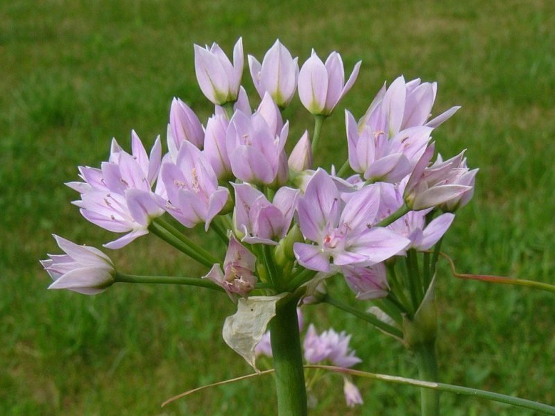 Rosy-flowered garlic (Allium roseum)