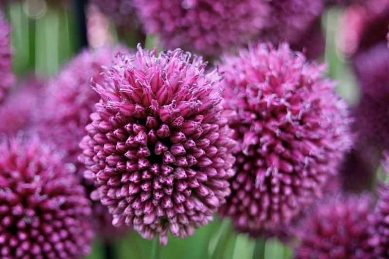 Round-headed garlic (Allium sphaerocephalon)