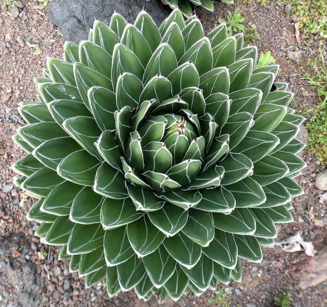 Royal agave (Agave victoriae-reginae)