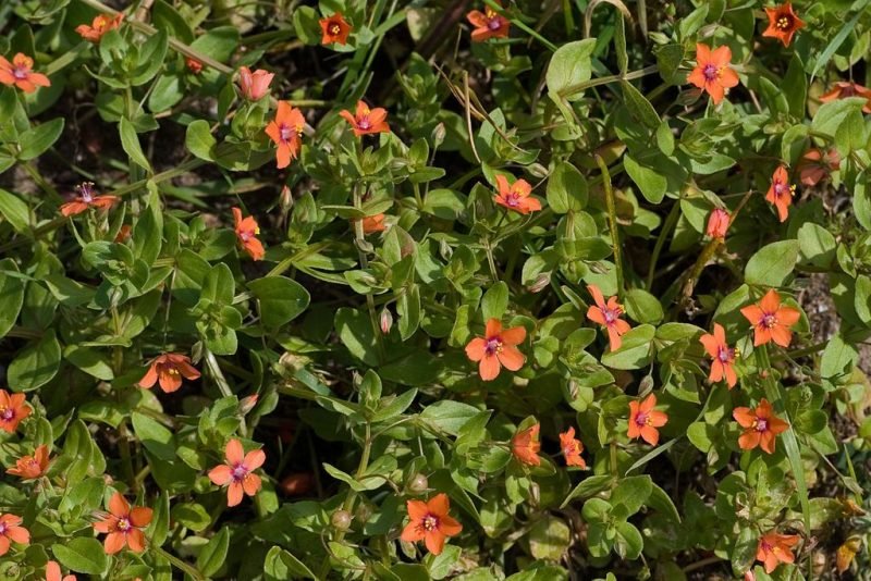 Scarlet pimpernel (Anagallis arvensis)