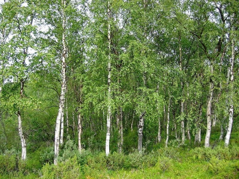 Silver birch (Betula pendula)