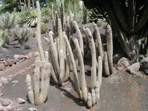 Silver torch (Cleistocactus strausii)