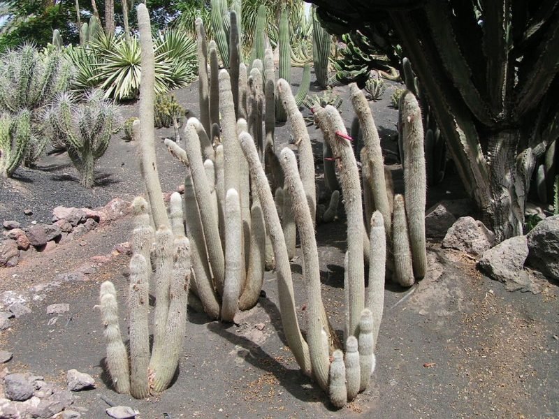 Silver torch (Cleistocactus strausii)