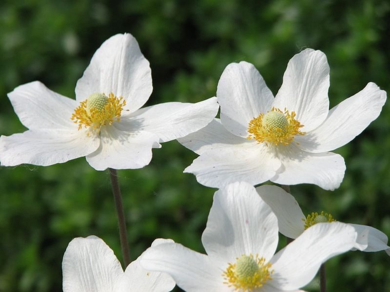 Snowdrop windflower (Anemone sylvestris)
