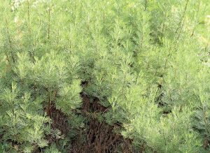 Southernwood (Artemisia abrotanum)