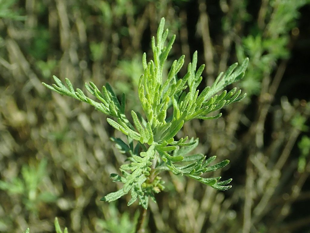 How to plant Southernwood (Artemisia abrotanum) Dear Plants