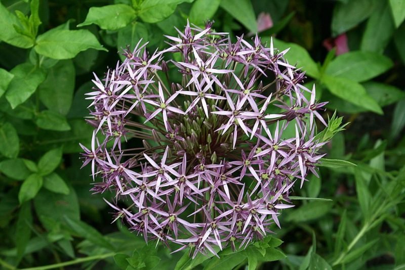 Star of Persia (Allium cristophii)