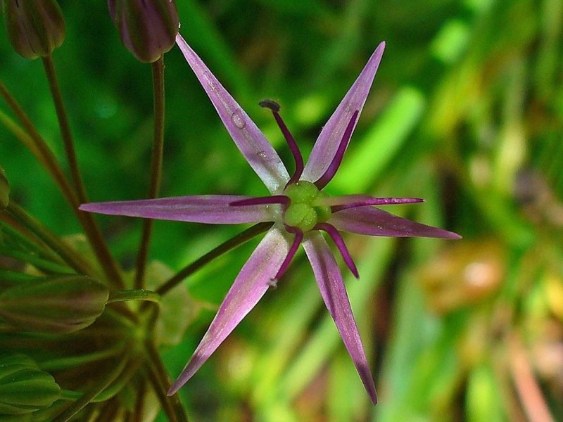 Where to plant Star of Persia (Allium cristophii)_2