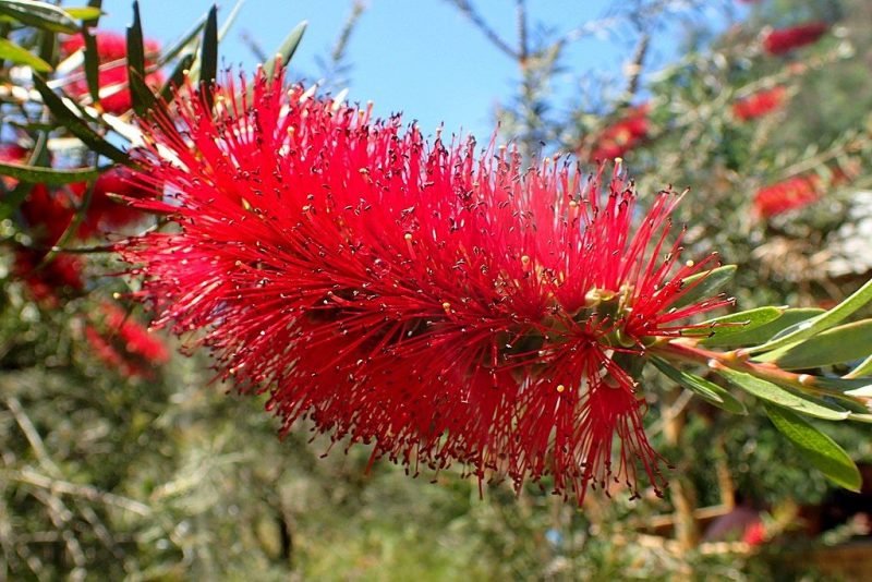 Stiff bottlebrush (Callistemon rigidus)