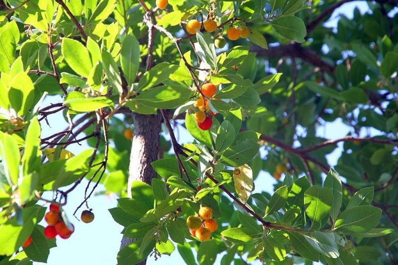 Strawberry tree (Arbutus unedo)