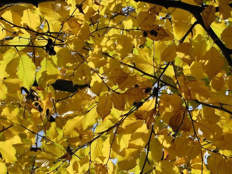 Sweet birch (Betula lenta)