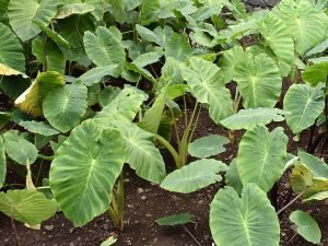 Taro (Colocasia esculenta)