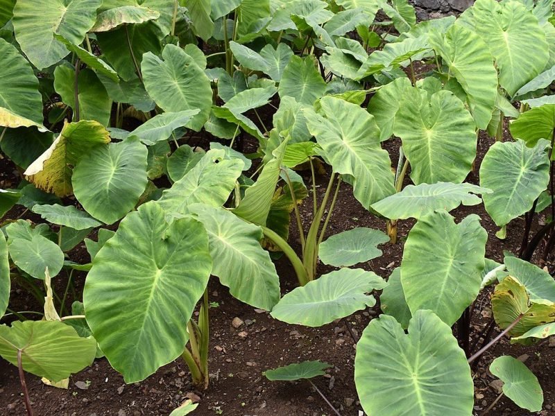 Taro (Colocasia esculenta)