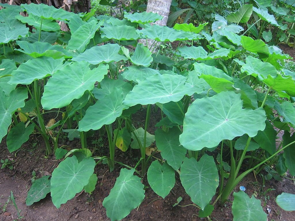 How to plant Taro (Colocasia esculenta) Dear Plants