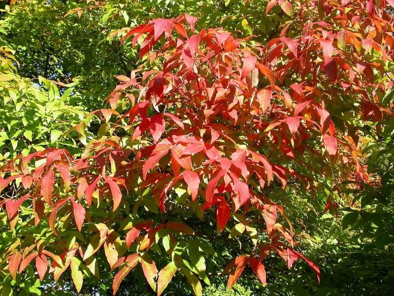 Three-flowered maple (Acer triflorum)