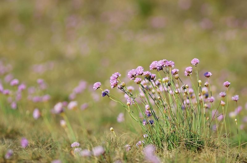 Thrift (Armeria maritima)
