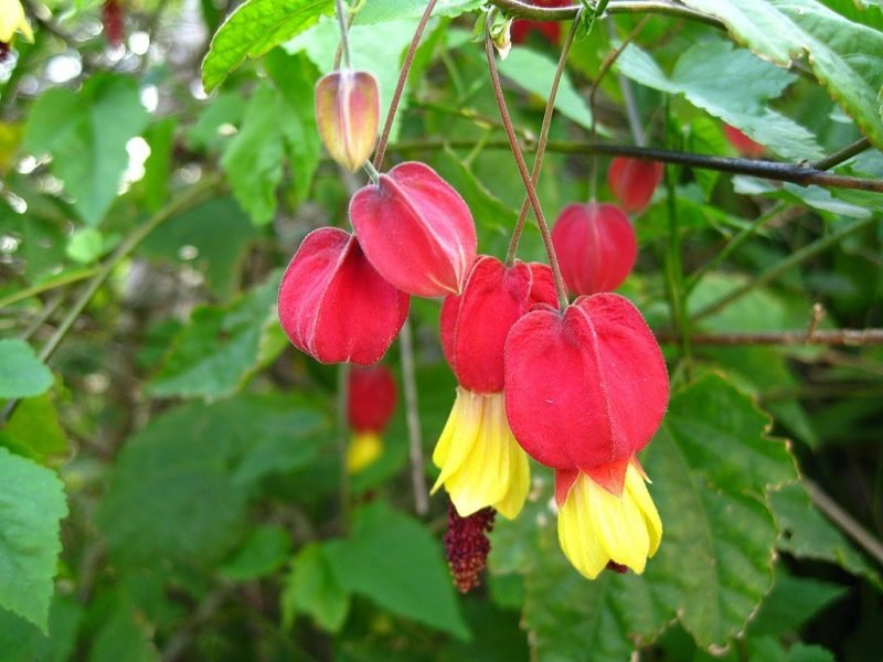 Trailing abutilon (Abutilon megapotamicum)